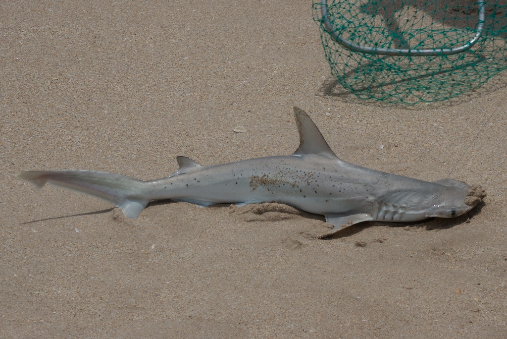 hammerhead shark eating. Hammerhead Shark. Fisheating